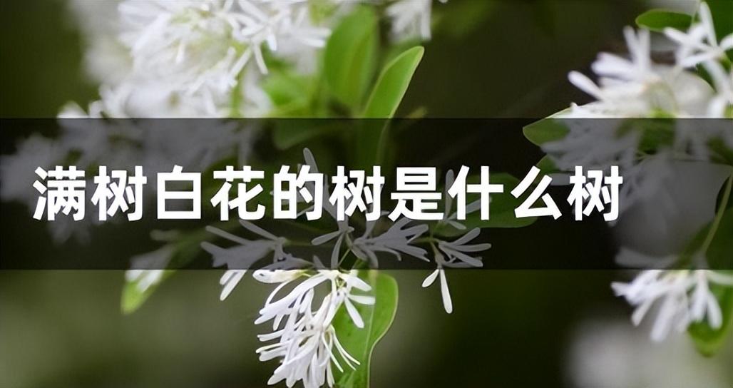 开白色花的植物有哪些品种（白色花卉的名字及图片）-图2