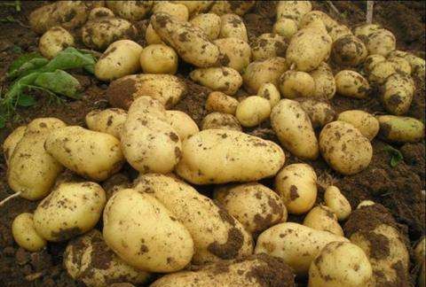 翻新土豆的识别方法,爱吃土豆的人注意了什么问题-图2