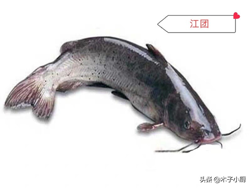 酸菜鱼什么鱼最好（盘点常用来制作酸菜鱼的几种鱼）-图6