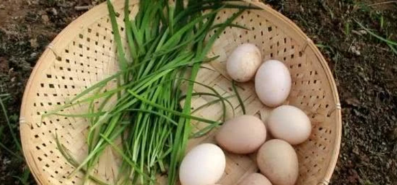 珍珠鸡蛋和普通鸡蛋的区别,珍珠鸡的鸡蛋有多大-图4