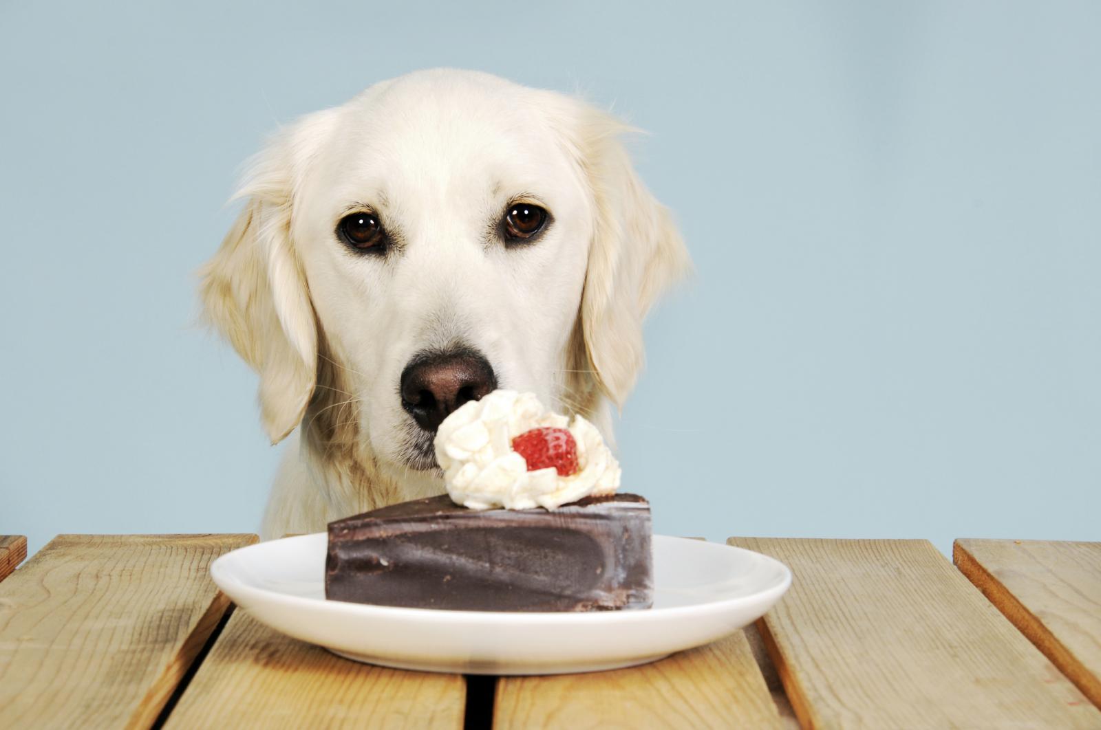 狗为什么不能吃巧克力（因为巧克力中含有可可碱）-图1