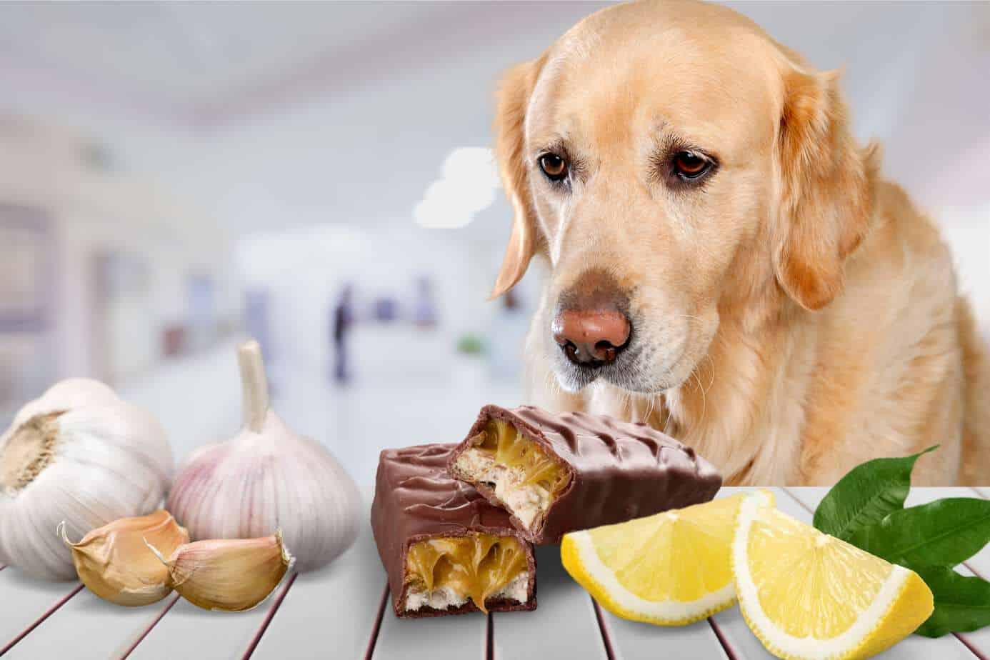 狗为什么不能吃巧克力（因为巧克力中含有可可碱）-图3