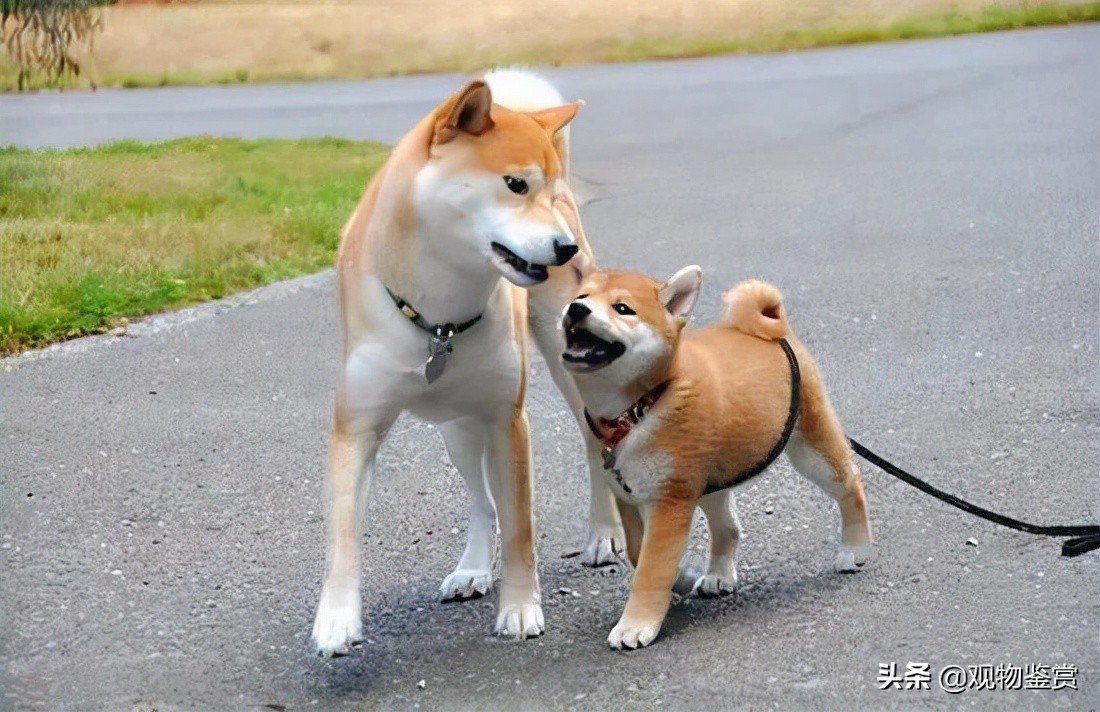 日本狗秋田犬和柴犬的区别（如何分辨秋田犬和柴犬图片）-图6
