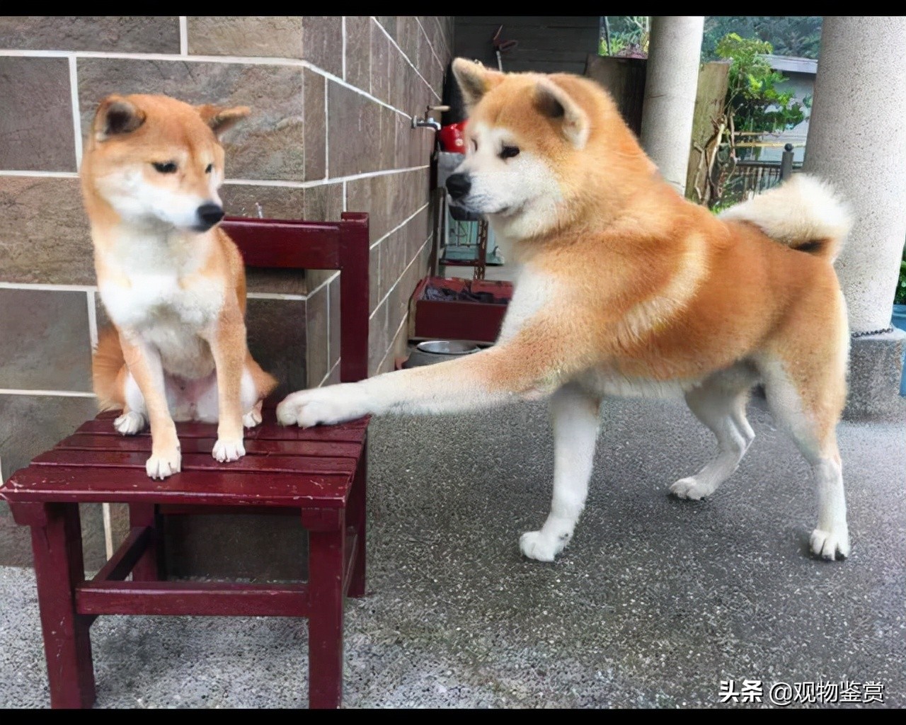 日本狗秋田犬和柴犬的区别（如何分辨秋田犬和柴犬图片）-图5