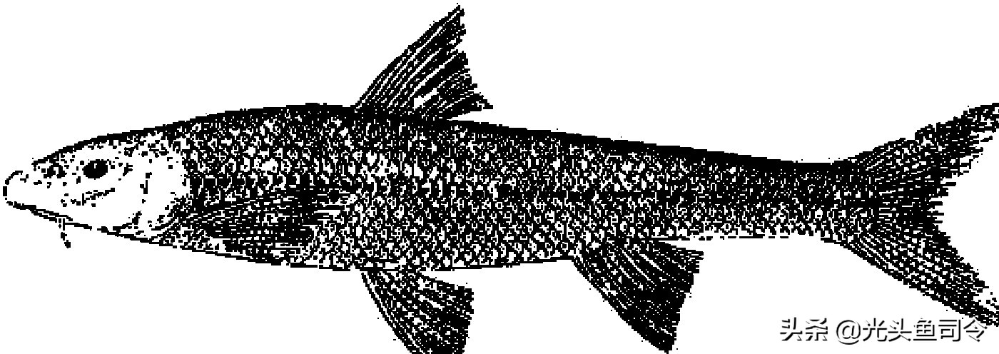 黄河有什么鱼大概多少种（哪些黄河鱼类是保护动物呢）-图4