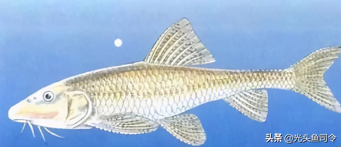 黄河有什么鱼大概多少种（哪些黄河鱼类是保护动物呢）-图5