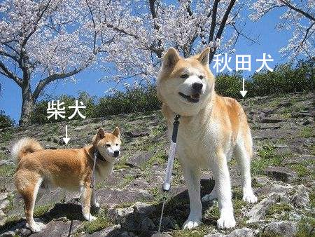 日本狗秋田犬和柴犬的区别（如何分辨秋田犬和柴犬图片）-图1