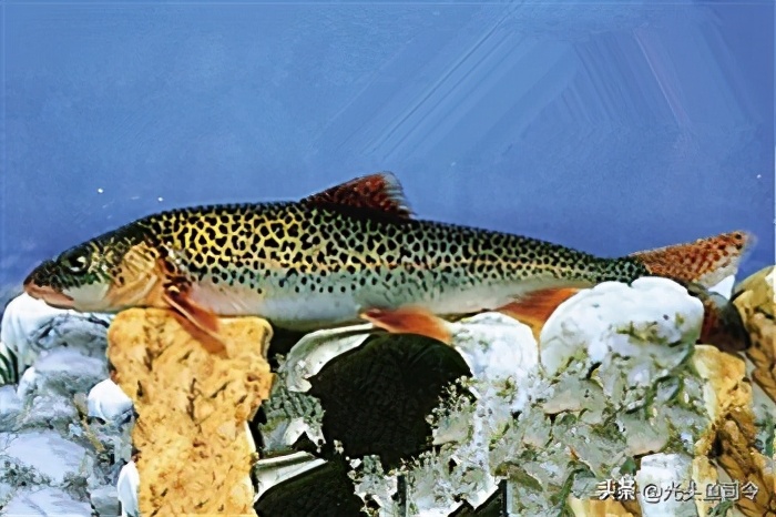 黄河有什么鱼大概多少种（哪些黄河鱼类是保护动物呢）-图6