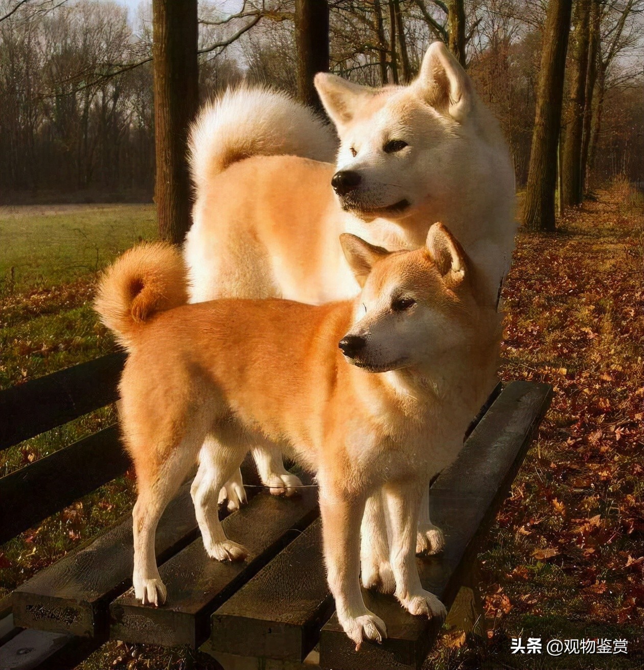 日本狗秋田犬和柴犬的区别（如何分辨秋田犬和柴犬图片）-图4