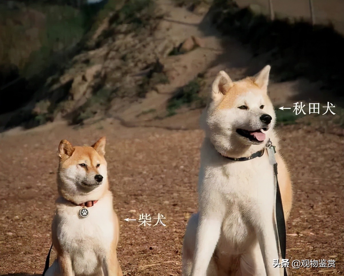 日本狗秋田犬和柴犬的区别（如何分辨秋田犬和柴犬图片）-图2