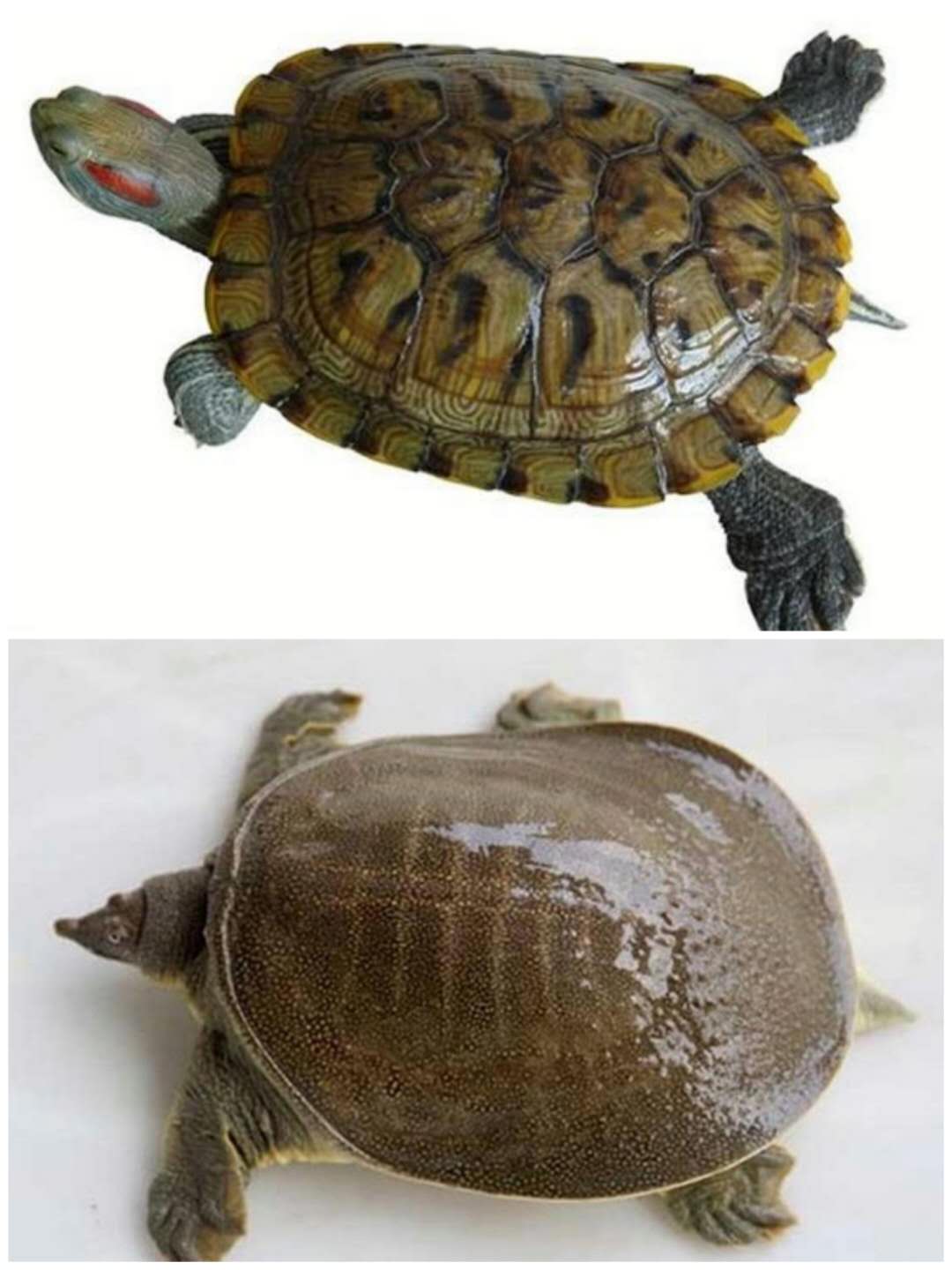鳖和乌龟的区别在哪里（多角度阐述龟和鳖有哪些区别）-图1