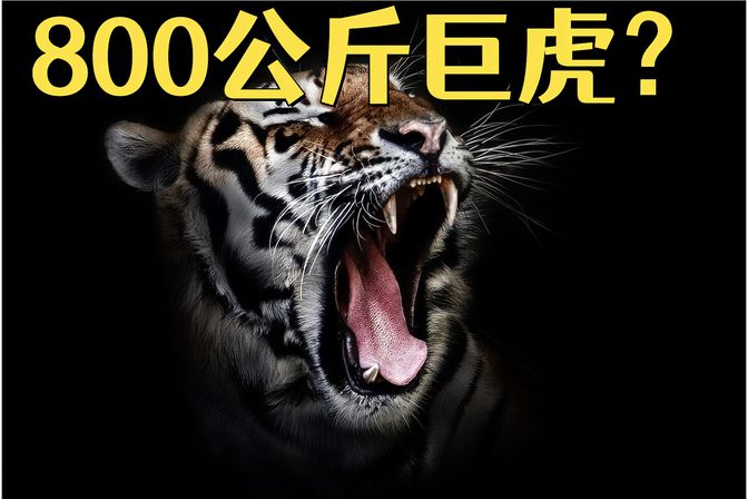 800公斤史上最大的老虎（相当于什么动物的重量）-图1