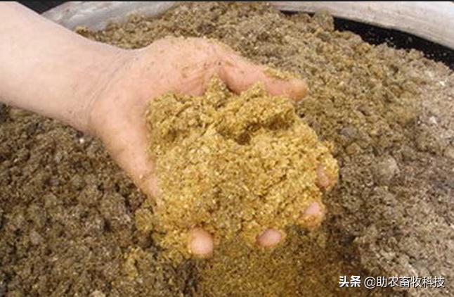 豆腐渣发酵方法和配方（豆渣发酵成饲料的制作方法）-图2