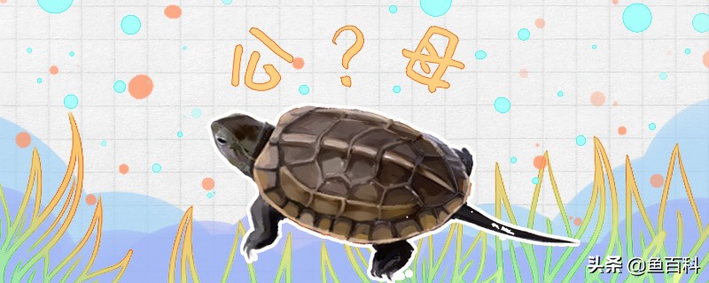 中华草龟怎么分公母（草龟如何鉴别雄性龟和雌性龟）-图1