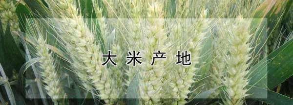 中国大米发源地,米起源于哪里-图1