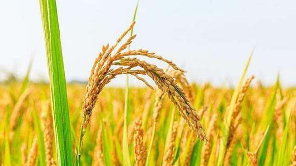 中国大米发源地,米起源于哪里-图2