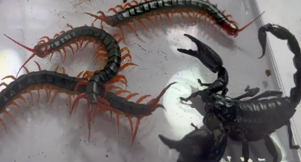 蝎子和蜈蚣谁毒性更大（蝎子能打过蜈蚣吗图片）-图3