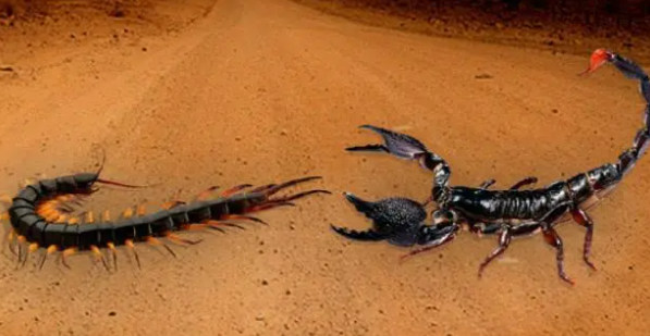 蝎子和蜈蚣谁毒性更大（蝎子能打过蜈蚣吗图片）-图2