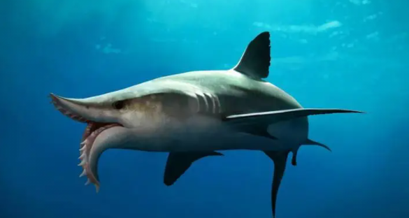 巨齿鲨四大天敌排行榜（梅尔维尔鲸榜上第一名）-图4