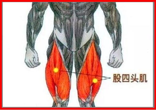 筋膜枪使用教程：大腿前后肌肉的放松方法-图2