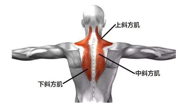 使用筋膜枪如何进行肩膀肌肉的按摩放松方法-图2