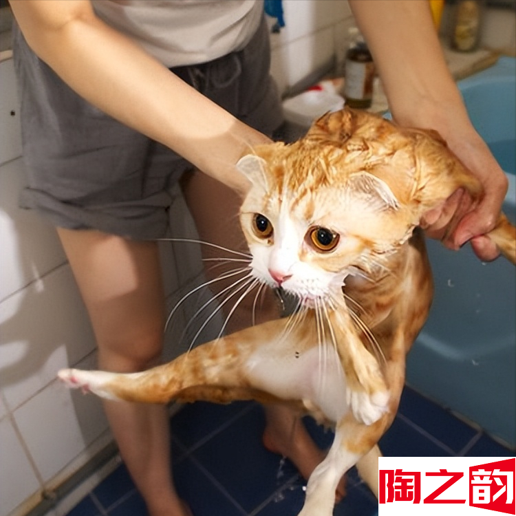 猫咪多久洗一次澡正常 宠物猫咪一年不洗澡都行真的吗-图2