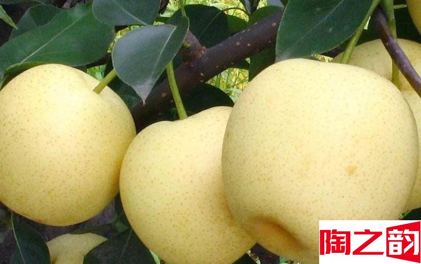 黄金梨几月份成熟采摘 黄金梨树苗果实特性介绍-图2