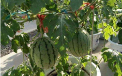 盆栽西瓜的种植方法和管理技术（种西瓜的详细方法）