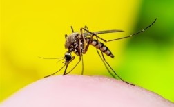 刚三月就有蚊子？专家解释怎么回事