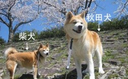 日本狗秋田犬和柴犬的区别（如何分辨秋田犬和柴犬图片）