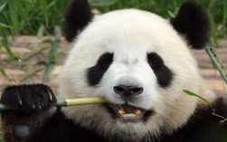 大熊猫发源地雅安,大熊猫发源地在哪里