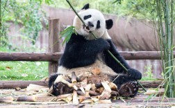 大熊猫会冬眠吗（不具备冬眠的生理及遗传条件）