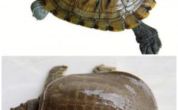 鳖和乌龟的区别在哪里（多角度阐述龟和鳖有哪些区别）