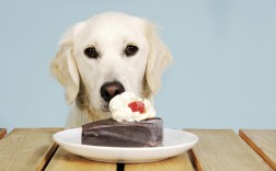 狗为什么不能吃巧克力（因为巧克力中含有可可碱）