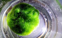 海藻球怎么养最好教程（室内海藻球的新手养护指南）