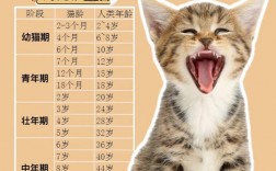 幼猫是几个月到几个月长得最快（猫咪最新年龄换算表）