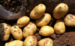 种土豆用透明膜还是黑地膜好（种子）