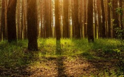 森林对于地球的意义有多重要?