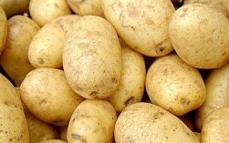 翻新土豆的识别方法,爱吃土豆的人注意了什么问题