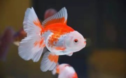 金鱼在鱼缸里能自然繁殖吗（人工孵化和自然繁殖哪个好）