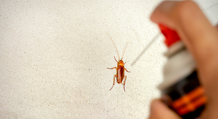 家里有蟑螂怎么办？三种方法教你有效消灭蟑螂-图1