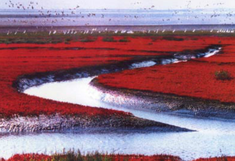 盘锦红海滩介绍（盘锦红海滩位于辽河三角洲的盘锦市）-图1