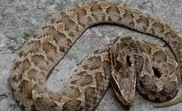 揭秘中国最毒的十大毒蛇：眼镜王蛇仅第二，银环蛇排第一！-图10