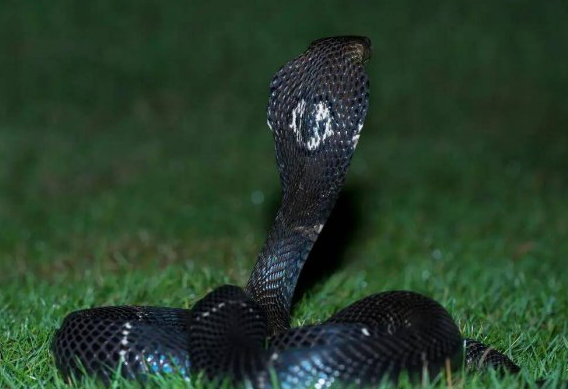 揭秘中国最毒的十大毒蛇：眼镜王蛇仅第二，银环蛇排第一！-图5