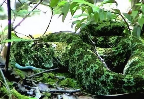 揭秘中国最毒的十大毒蛇：眼镜王蛇仅第二，银环蛇排第一！-图4