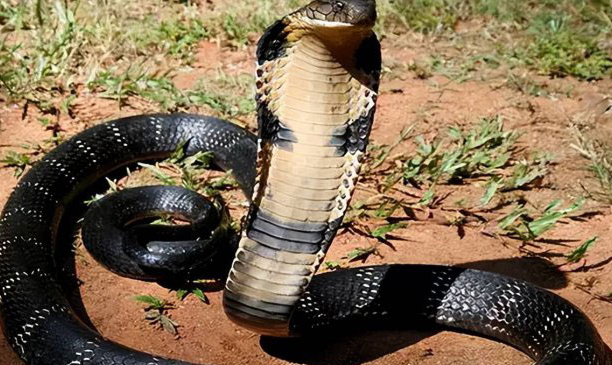 揭秘中国最毒的十大毒蛇：眼镜王蛇仅第二，银环蛇排第一！-图2