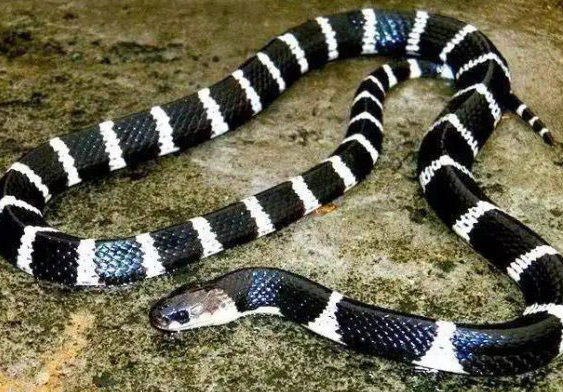 揭秘中国最毒的十大毒蛇：眼镜王蛇仅第二，银环蛇排第一！-图1